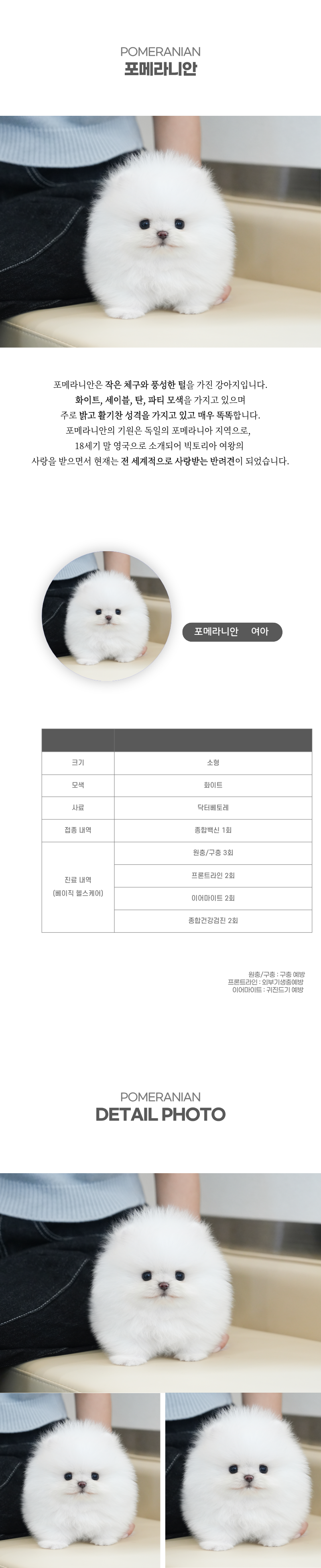 포메라니안_상세이미지_2